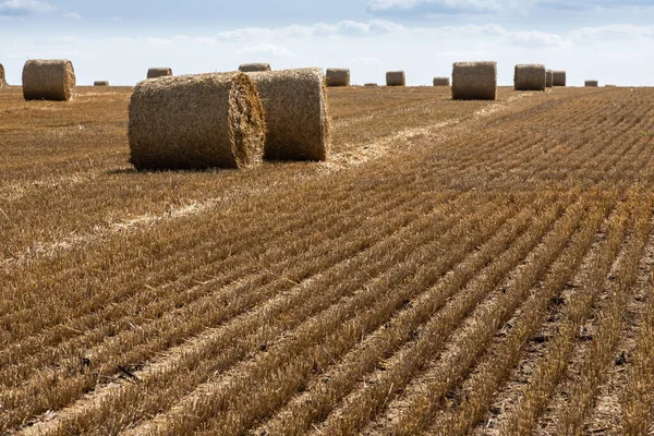 Stack Paglia Balle Fieno Arrotolate Pile Lasciate Dopo Raccolta Delle — Foto Stock