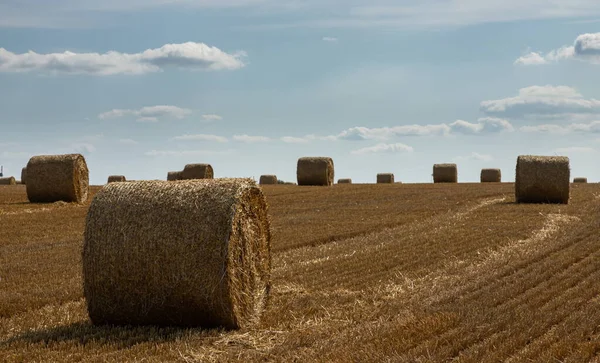 Stack Paglia Balle Fieno Arrotolate Pile Lasciate Dopo Raccolta Delle — Foto Stock