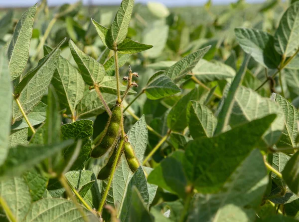 Soya fasulyesi tarlasında soya tohumları, mavi gökyüzü arka planında, yakın plan. Soya bitkisi. Soya kapsülleri. Soya tarlası