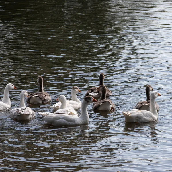 Šedé Husy Plavou Vodě Domácí Husy Plavání Jezírku — Stock fotografie