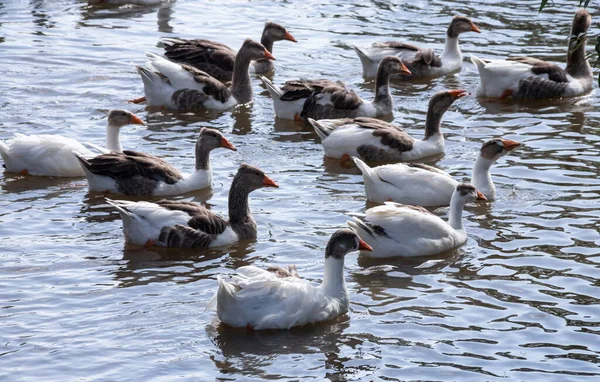 Gansos Grises Nadando Agua Gansos Domésticos Natación Estanque — Foto de Stock