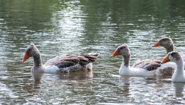 Graugänse Schwimmen Wasser Hausgänse Schwimmen Teich — Stockfoto