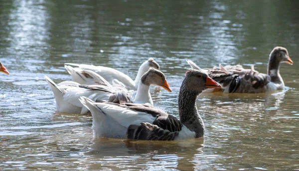 一群家养的白鹅游动着 把水滴泼洒在脏水里 享受着温暖的阳光 享受着大自然的宁静祥和 纯洁的生态农业理念 — 图库照片