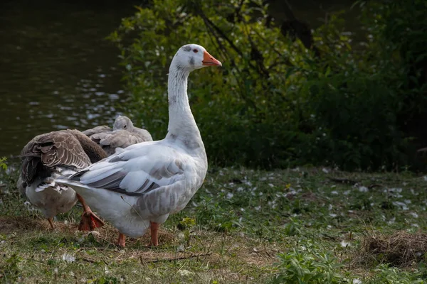 Hausgänse Beim Spaziergang Über Die Wiese — Stockfoto