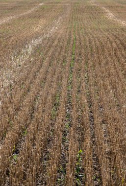 Hasattan sonra tarlada sakal. Yazın tarlada mısır gevreği kes. Bir yaz günü tarlada ince sıra tahıl mahsulleri. Yakın plan, kenar görünüm