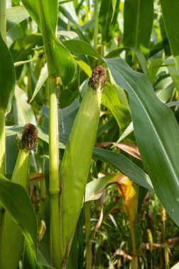 Tarladaki mısır tarlasında.
