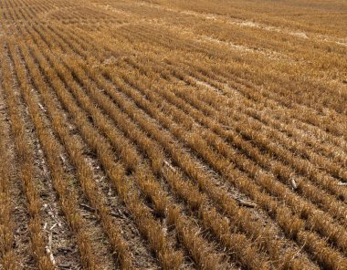 Hasattan sonra tarlada sakal. Yazın tarlada mısır gevreği kes. Bir yaz günü tarlada ince sıra tahıl mahsulleri. Yakın plan, kenar görünüm