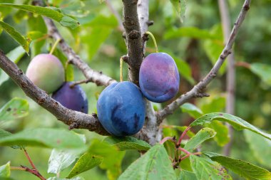 Gün batımında sulu meyveli erik ağacı.