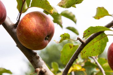 Olgun elma bir bahçede bir ağaç üzerinde şube.