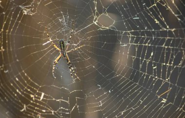 Çiy damlalarıyla örümceğin ağlarının arka planı. Web makrosu. Görüntü ile güneş ışığında soyut doğal arkaplan. Yüzeyin derinliği. Örümcek ağının güzel çizgileri