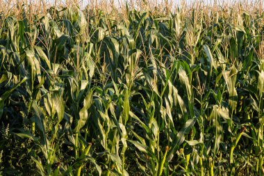 Mısır tarlasında çiçekler var. Vinç manzaralı güneş ışığı..