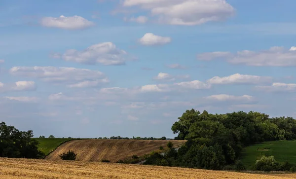 Campo Trigo Dourado Sob Céu Azul Nuvens — Fotografia de Stock