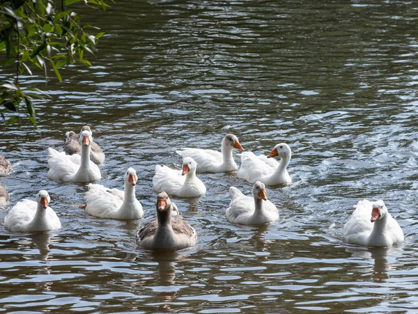 Gansos Cinzentos Nadar Água Gansos Domésticos Natação Lagoa — Fotografia de Stock