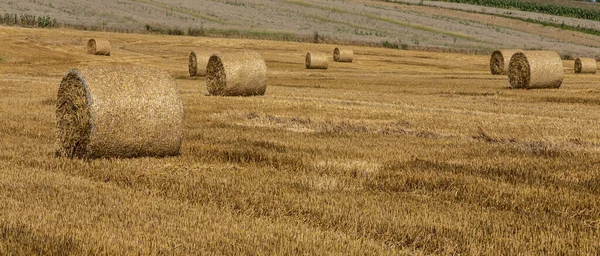 Сільськогосподарське Поле Колючою Соломою Пшениці Зерно Якого Було Зібрано Їжу — стокове фото