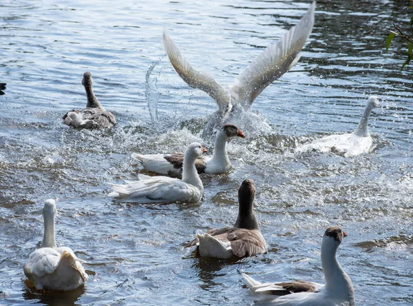 Skupina Domácích Bílých Farem Husy Plavat Cákat Vody Kapky Špinavé — Stock fotografie