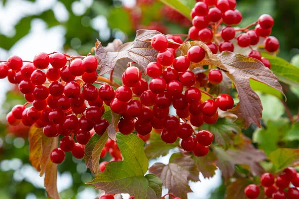 Brûlure Branche Automne Pendant Pluie Chute Gouttes Baies Rouges Juteuses — Photo