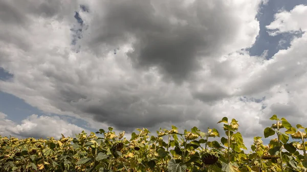 Basket Ripe Sunflower Background Field — Stock Photo, Image