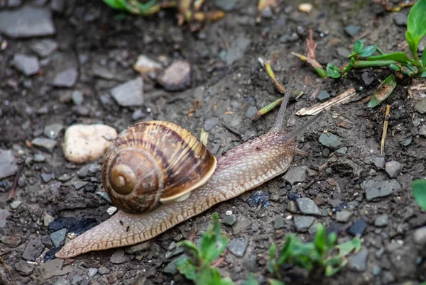 Snail Crawls Ground Rainy Weatherrainy Weather — Stock Photo, Image