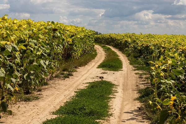 Ready Ripe Withered Sunflowers Field Rural Road — Stock Photo, Image