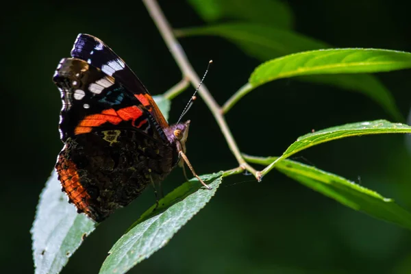Motyl Tle Zielonej Trawy Letni Dzień Światło Słoneczne — Zdjęcie stockowe