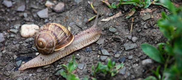 Snail Crawls Ground Rainy Weatherrainy Weather — Stock Photo, Image