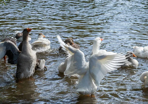 Сірі Гуси Плавають Воді Вітчизняні Гуси Плавання Ставку — стокове фото