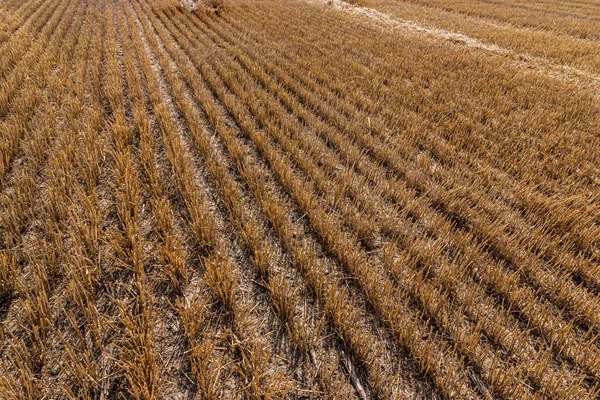 Stoppel Het Veld Oogst Snijd Stengels Van Granen Het Veld — Stockfoto