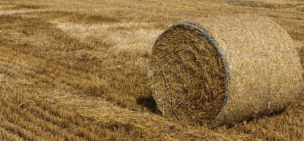 Стек Соломи Тюки Сіна Вкочуються Стопки Залишені Після Збирання Пшеничних — стокове фото