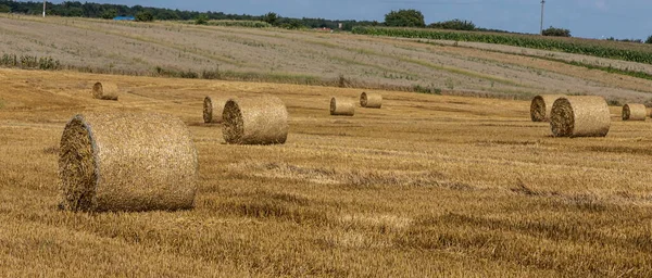 Montones Paja Fardos Heno Enrollados Montones Dejados Después Cosecha Espigas — Foto de Stock