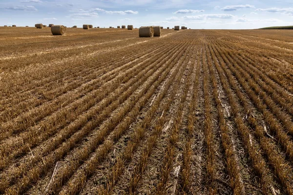 Campo Agricolo Con Paglia Spinosa Grano Cui Grano Stato Raccolto — Foto Stock