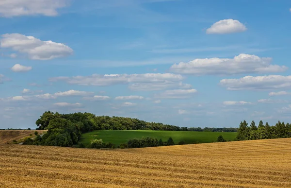 Field Golden Wheat Blue Sky Clouds — Stock Photo, Image