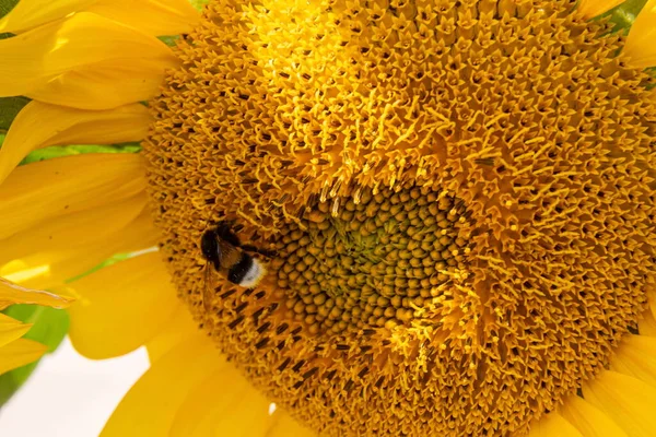Czarno Żółta Pszczoła Paski Pszczoła Miodna Zapylające Słoneczniki Bliska Niski — Zdjęcie stockowe