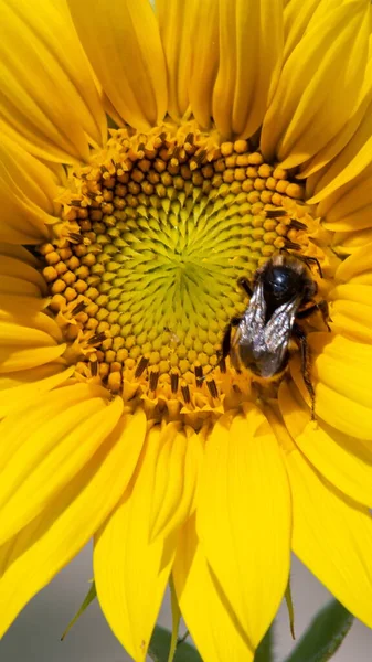 Czarno Żółta Pszczoła Paski Pszczoła Miodna Zapylające Słoneczniki Bliska Niski — Zdjęcie stockowe