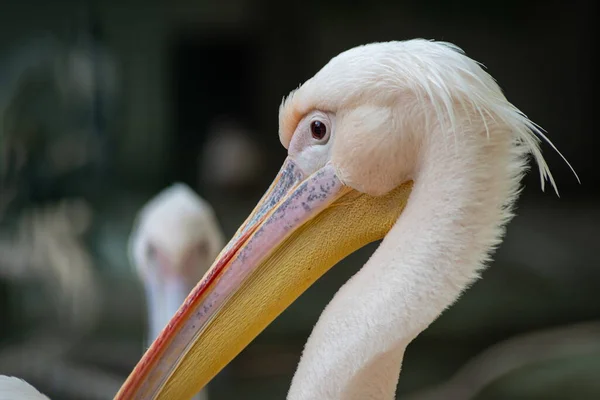 Большой Белый Пеликан Pelecanus Onocrotalus Известен Восточный Белый Пеликан Сцена — стоковое фото