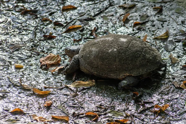 大規模なドーム形のシェル 月で陸に住む爬虫類の遅い歩行 砂砂漠カメ — ストック写真