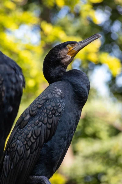 Grande Corvo Marinho Phalacrocorax Carbo Sentado Árvore — Fotografia de Stock