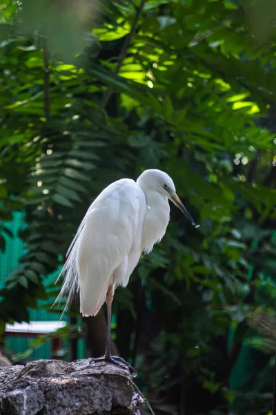 Grande Aigrette Ardea Alba Perché Sur Branche Avec Fond Vert — Photo