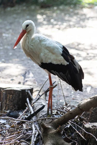 Gros Plan Une Cigogne Blanche Européenne — Photo