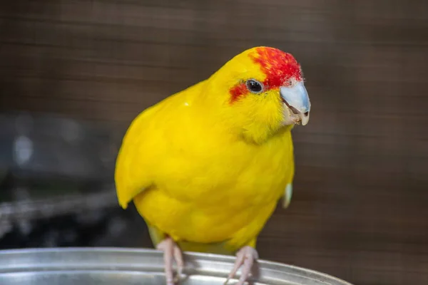 Παπαγαλάκι Κόκκινο Κίτρινο Χρώμα Επιταγή Cyanoramphus Novaezelandiae — Φωτογραφία Αρχείου