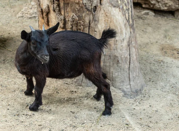 Domestic animal, photo of a black goat kid in a farm. Portrait of a little funny black goat on the farm. Black baby goat