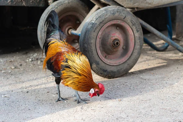 Een Heldere Haan Met Een Rode Kam Een Kale Rode — Stockfoto