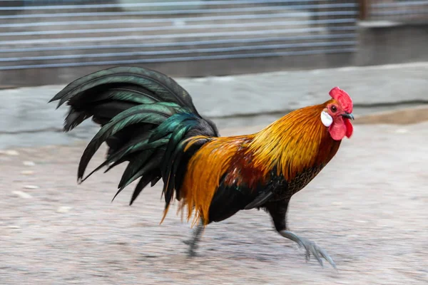 Een Heldere Haan Met Een Rode Kam Een Kale Rode — Stockfoto