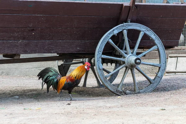 Een Heldere Haan Met Een Rode Kam Een Kale Rode — Stockfoto