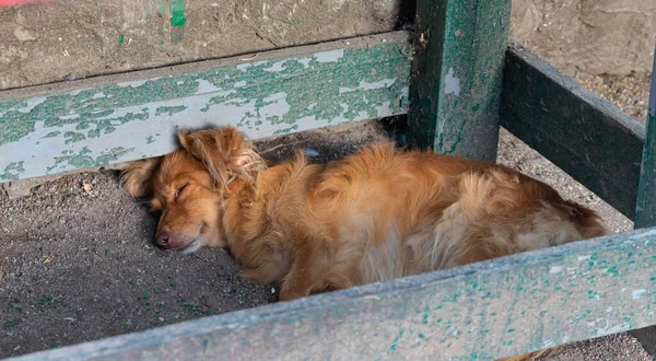 Rurais Cão Rafeiro Dorme Quintal Uma Caneta Madeira — Fotografia de Stock