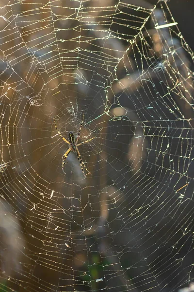 Fond Des Fils Une Toile Araignée Avec Des Gouttes Rosée — Photo