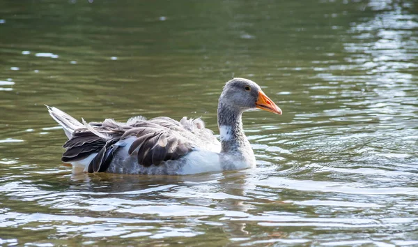 Šedé Husy Plavou Vodě Domácí Husy Plavání Jezírku — Stock fotografie