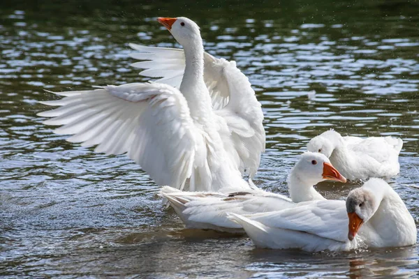 Grupo Gansos Domésticos Granja Blanca Nadar Salpicar Gotas Agua Agua —  Fotos de Stock