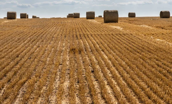 Campo Agricolo Con Paglia Spinosa Grano Cui Grano Stato Raccolto — Foto Stock