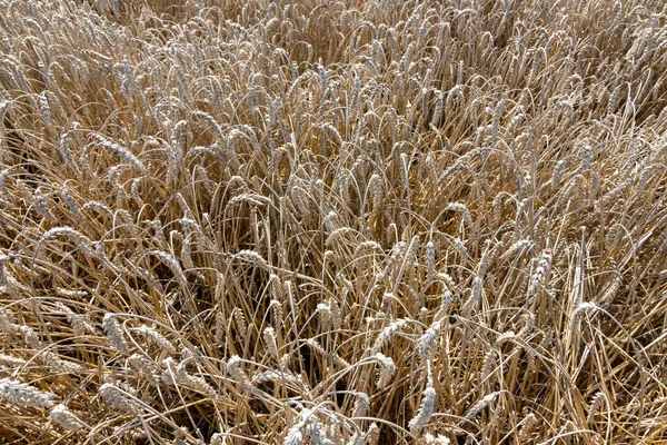 Goldenes Weizenfeld Unter Blauem Himmel Und Wolken — Stockfoto