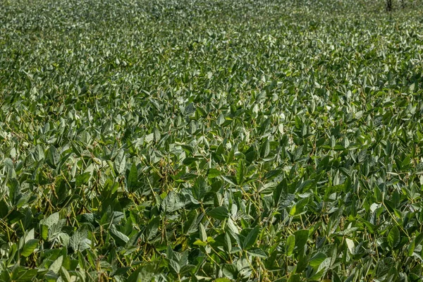 Vainas Soja Plantación Soja Fondo Del Cielo Azul Cerca Planta —  Fotos de Stock